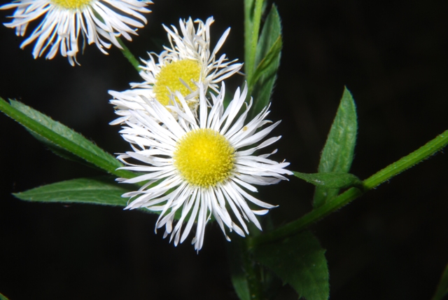 Erigeron annuus e Tanacetum corymbosum